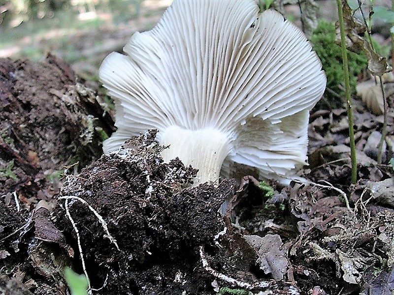 410 Agosto vecchio ritrovamento